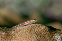 BD-110318-Puerto-Galera-3939-Pleurosicya-micheli.-Fourmanoir.-1971-[Michel´s-ghost-goby].jpg